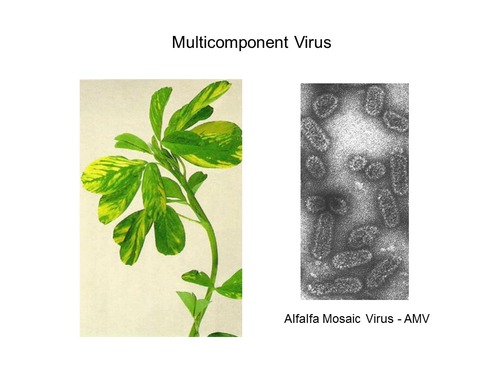 بیماری ویروس موزائیك یونجه